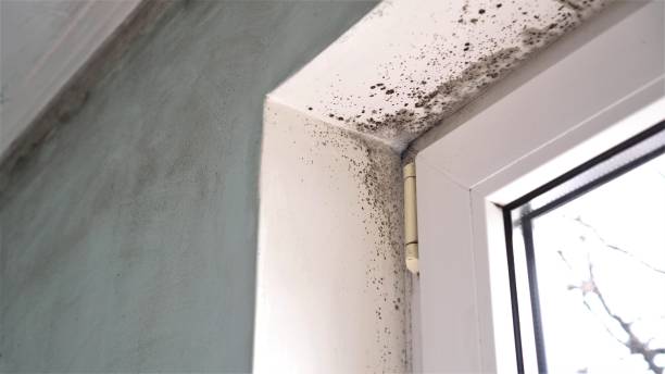 Best Residential Mold Remediation in Carbon Hill, AL