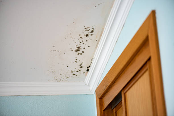 Carbon Hill, AL Mold Remediation Company
