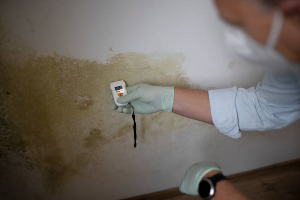 Best Kitchen Mold Remediation in Carbon Hill, AL