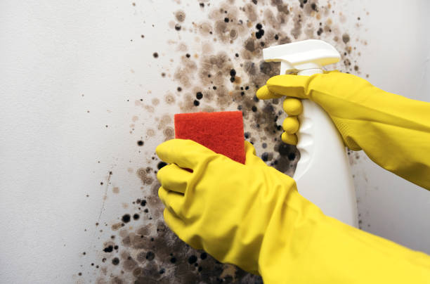 Best Localized Mold Remediation (e.g., coastal areas, humid climates) in Carbon Hill, AL