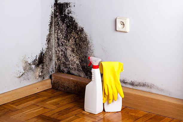 Best Post-Flood Mold Remediation in Carbon Hill, AL